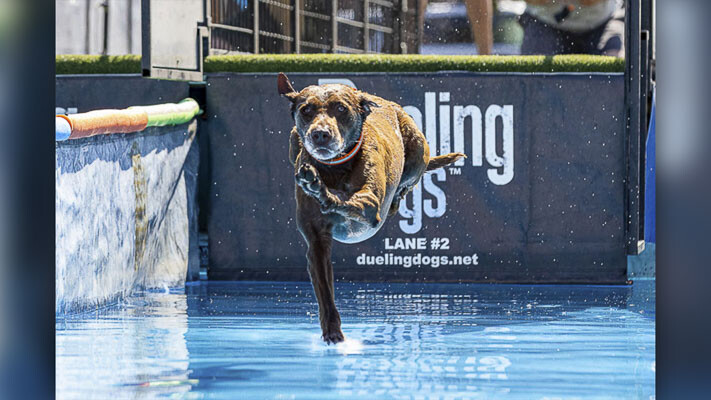Jackson took “flight” last year at a dog jumping competition at the Clark County Fair. This year will feature a new organizer for the dog events. DogTown and XTreme AirDogs will be making their first appearance at the Clark County Fair. Photo by Mike Schultz
