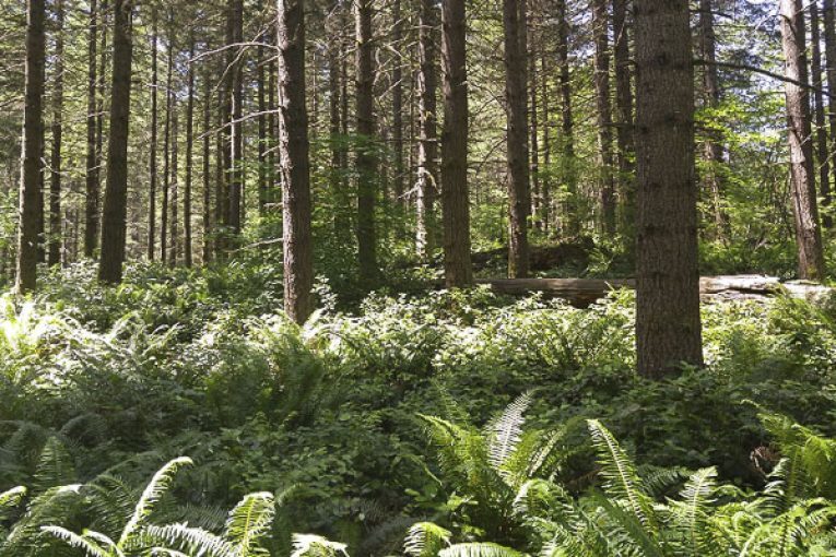 County beginning project to thin forest canopy at Spud Mountain property