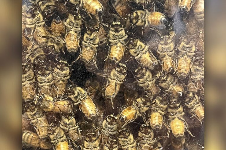 There is a positive buzz from the Bee Barn at the Clark County Fair