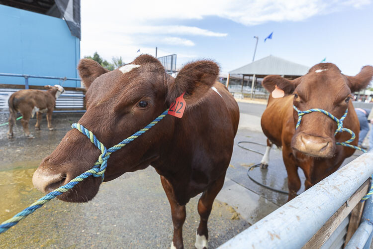 These Maine-Anjou breed cattle were featured this week at the 2023 Clark County Fair. Photo by Mike Schultz