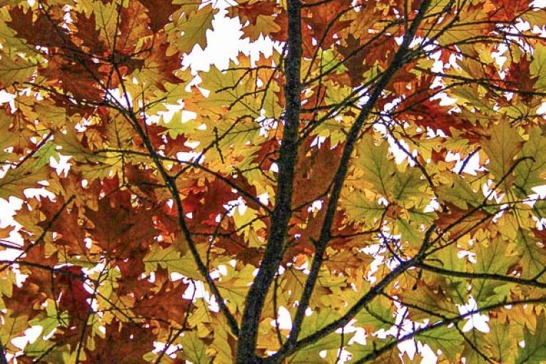 Leaf coupons provide free option to dispose of leaves