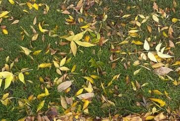 Public Health encourages residents to dispose of fallen leaves properly
