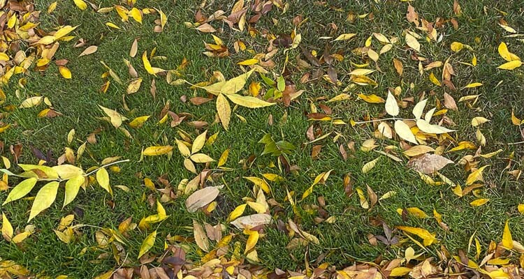 As colorful leaves begin to fall from trees, Clark County Public Health is encouraging residents to properly dispose of leaves to keep them out of streets and the landfill.