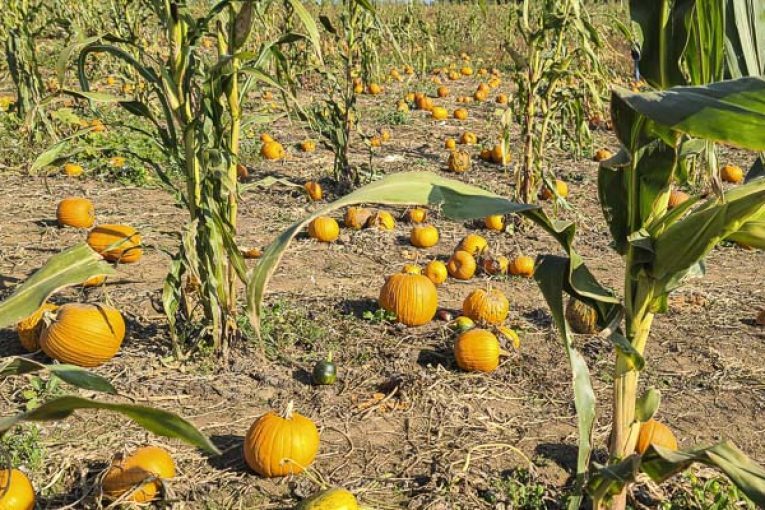 It’s pumpkin patch season again in Clark County