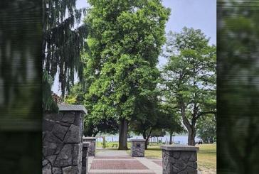 Park tulip tree is nominated for Clark County heritage status