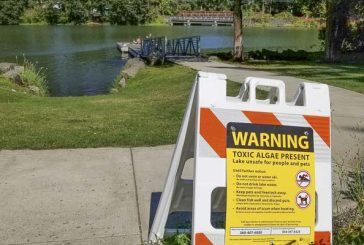 Warning advisory for Lacamas Lake due to harmful algae