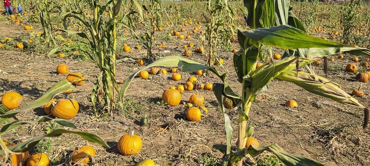BiZi Farms and many other farms throughout the county are holding harvest days and pumpkin patch activities all this month. Photo by Paul Valencia