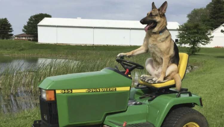 One of our favorite GoFundMe photos of 2023 was of the dog riding the tractor at a local dog park. Photo courtesy GoFundMe