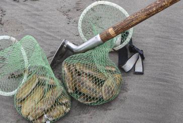 WDFW approves seven days of coastal razor clam digs starting Jan. 9