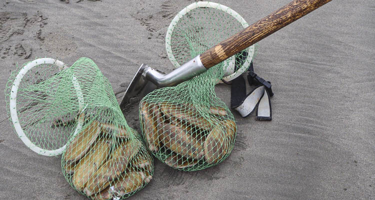 Razor clam diggers can look forward to more digging on coastal beaches beginning Jan. 9, Washington Department of Fish and Wildlife (WDFW) coastal shellfish managers confirmed Thursday. Photo courtesy Washington Department of Fish and Wildlife