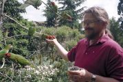 Kiggins Theatre: ‘The Wild Parrots of Telegraph Hill’ has special local connection