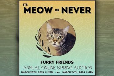 Local cat rescue to host ‘Meow or Never’ online auction