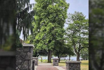 Park tulip tree accepted for Clark County heritage distinction