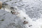 Hundreds of lowland lakes around Washington open for fishing on April 27