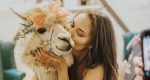 Mountain Peaks Therapy Llamas and Alpacas, based in Ridgefield, is raising funds to help pay the medical bills for Napoleon the Alpaca, who suffered a neurological event.