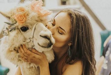 GoFundMe spotlight: An opportunity to help pay medical bill for Napoleon the Alpaca