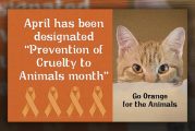 ‘Go Orange for Animals’ in April