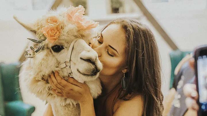 Napoleon the Alpaca has a GoFundMe account to help his friends at Mountain Peaks Therapy Llamas and Alpacas pay for his medical bills. Photo courtesy GoFundMe