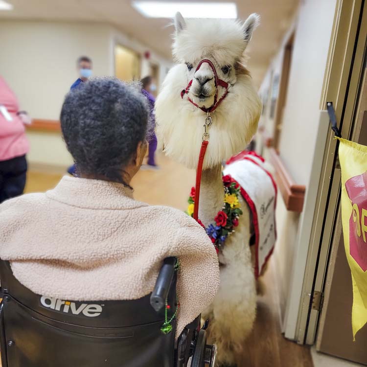 Napoleon the Alpaca of Mountain Peaks Therapy Llamas and Alpacas has supported Southwest Washington for years, visiting with hospital patients, senior citizens, and more. Napoleon recently suffered a medical emergency, too, and his handlers have set up a GoFundMe to help raise funds to pay the medical bill. Photo courtesy Mountain Peaks Therapy Llamas and Alpacas