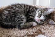 June is National Adopt a Cat Month