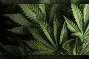 Survey: More young adults in Washington smoke weed on a daily basis
