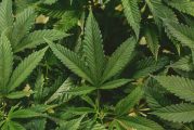 What rescheduling marijuana means for Washington state’s cannabis industry