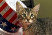 Felines and fireworks