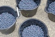 Hockinson Blueberry Festival coming July 13 as farms throughout the county celebrate blueberry season