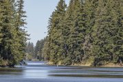 Public Health lifts advisory at Lacamas Lake after algal bloom dissipates