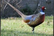 Vancouver Wildlife League and WDFW host youth pheasant hunt Sept. 14-15