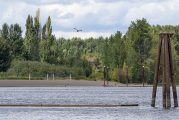 Public Health issues warning for Vancouver Lake due to elevated toxin levels