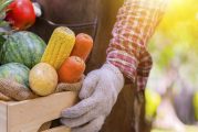 Opinion: 'Farmer's Share' of Thanksgiving highlights need for policy solutions