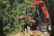 Trump wants to log more trees; he’ll need states’ help