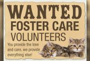 Do you love kittens?