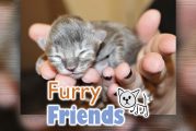 Kitten finders, kitten keepers?