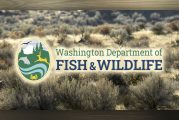 Latest Washington big game hunting regulations and special hunt applications now available