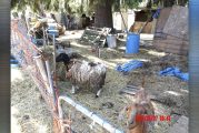 Animal Protection and Control seizes multiple animals in animal cruelty case