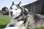 New self-guided BARK Ranger tour introduces pet owners to history
