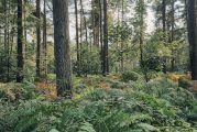 Clark County begins forest stewardship thinning project at Spud Mountain