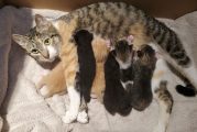 Furry Friends volunteers encourage community contributions to feed kittens