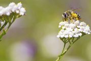 Vancouver Pollinator Festival to celebrate the city becoming a Bee City USA