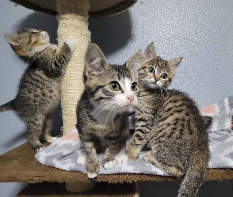 Photo courtesy Furry Friends