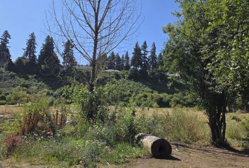 Confirmed: Homeless camps along Burnt Bridge Creek Trail near Andresen Road no longer there