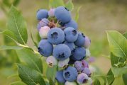 Blueberry season has arrived, with several farms offering U-pick opportunities