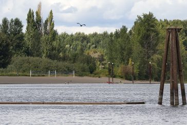 Public Health issues danger advisory for Vancouver Lake due to harmful algae