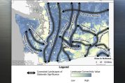 New state plan aims to reconnect Washington wildlife, make roads safer