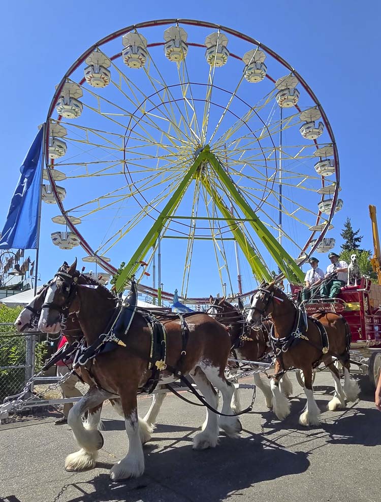 The Budweiser Clydesdales were a relatively late addition to the 2025 Clark County Fair, and John Morrison, the fair’s CEO, thanked all the exhibitors for being flexible and welcoming the Clydesdales. Photo by Paul Valencia