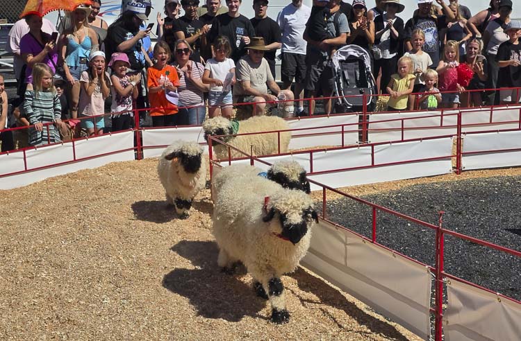 The All Creatures Barnyard Racing is a fan favorite at the Clark County Fair. Pigs, sheep, and more go faster, we are told, when the crowds scream loud. Photo by Paul Valencia