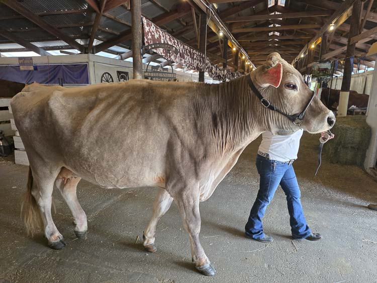 In any traffic jam at the Clark County Fair, always remember: Cows have the right of way. Gotta keep an eye out when walking through the animal stalls at the fair. Photo by Paul Valencia