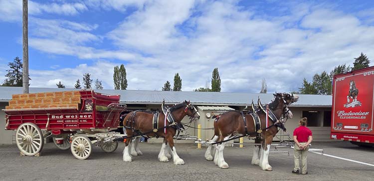 It takes close to 45 minutes to hitch the eight Clydesdales to the iconic wagon in preparation for the parade. Photo by Paul Valencia